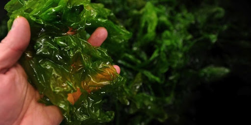 Pour être en bonne santé, nous devrions manger des algues tous les jours