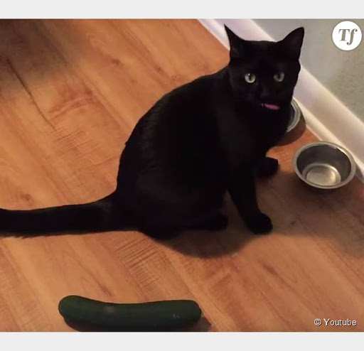 Pourquoi les chats ont-ils peur des concombres ?