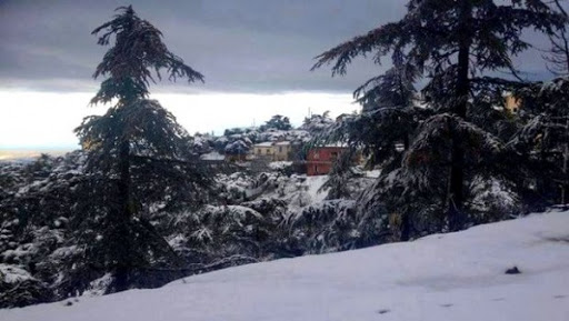 Premières neiges sur les hauteurs de Chréa (Blida)