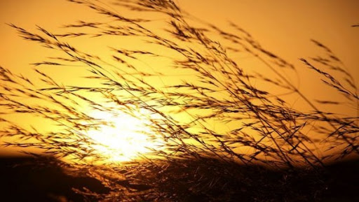 Réchauffement climatique: 11 pays promettent 250 millions de dollars pour les pays pauvres