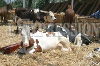 Sid ahmed feroukhi actionne plusieurs fronts pour relancer l&rsquo;agriculture, Un secteur en pleine révolution
