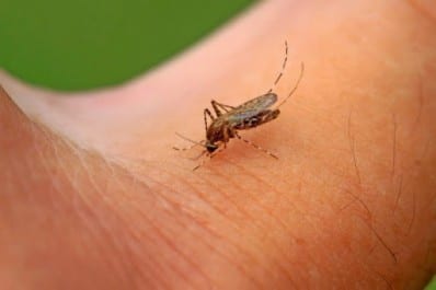 Wilayas du sud du pays: Propagation inquiétante du paludisme