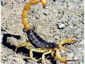 A Ouargla, les scorpions ont tué trois personnes depuis janvier