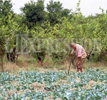 Agriculture de montagne , Un « segment » oublié