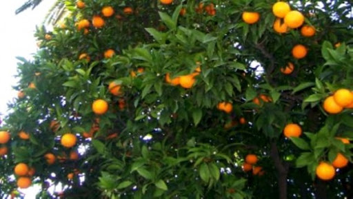 Agrumes: une production de 1,127 million de quintaux prévue à Mostaganem