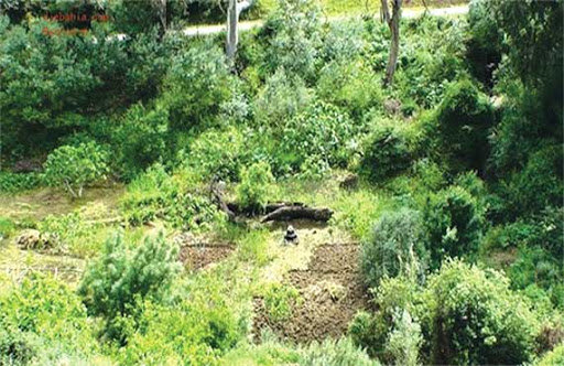 Bouira : Des espaces verts et des lieux de détente ouverts aux familles