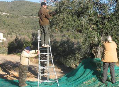 Bouira : Prévisions de récolte d’olives en baisse