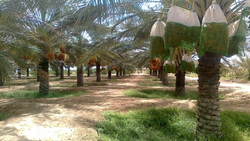 Campagne phoenicicole 2015: plus de 570.000 quintaux de dattes cueillis à Ghardaïa