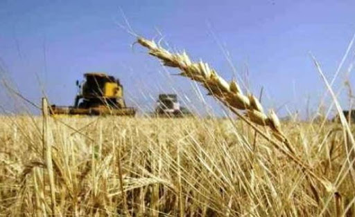 Céréales : Objectif, 80 millions de quintaux à l’horizon 2030