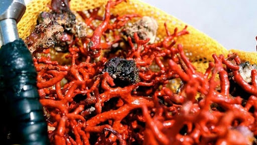 Corail: Reprise de la pêche en printemps prochain après 15 ans de suspension