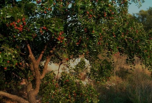 Djelfa: les jujubiers en quête d’exploitation par les apiculteurs