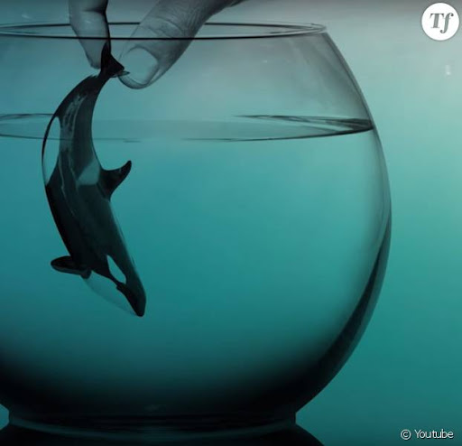 « Je suis Morgan » : la vidéo crève-coeur qui montre la réalité d&rsquo;une orque en captivité