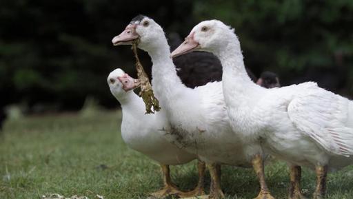 La grippe aviaire de retour dans les Landes