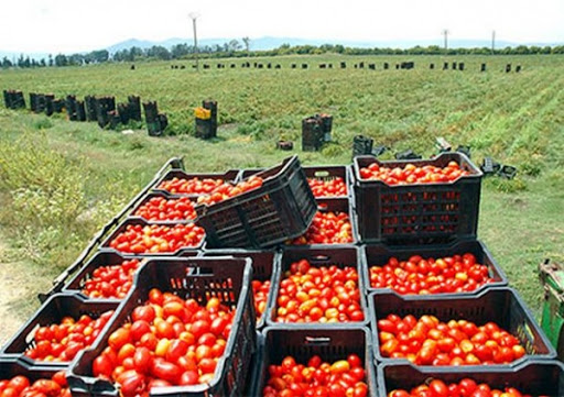 L’Algérie peut rattraper les plus grands producteurs de tomate en Méditerranée et dans le monde