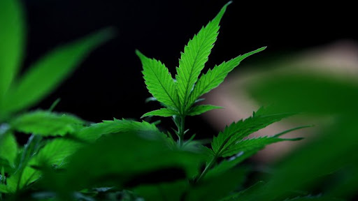 Le gouvernement canadien va légaliser « la consommation de marijuana »