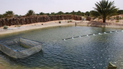 Le rôle de la femme rurale dans la promotion de la pisciculture saharienne mis en exergue à In-Salah