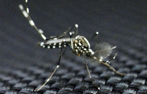 Moustique tigre: Le virus qu&rsquo;il transmet provoquerait des malformations chez les bébés