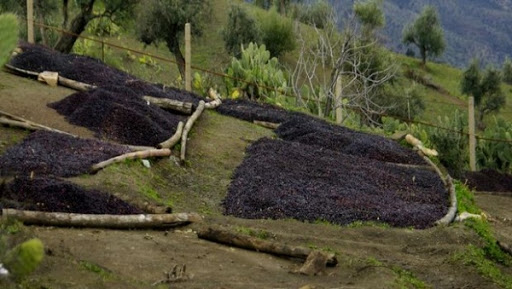 Oléiculture: une filière « bien huilée » à Jijel