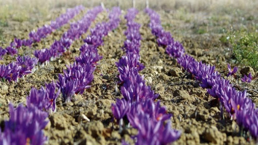 Oran: réussite d&rsquo;une première expérience de culture de safran