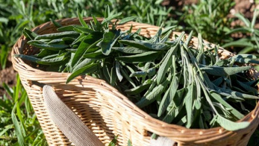 Plantes aromatiques et médicinales en Algérie: un marché potentiel non structuré