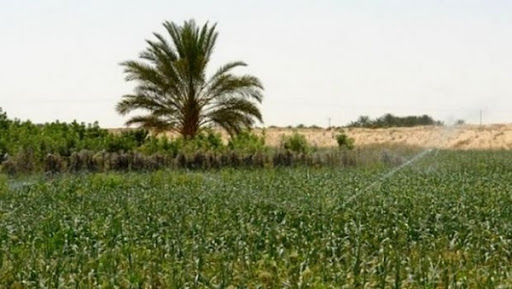 Réorientation du secteur : Des terres agricoles pour les grosses fortunes