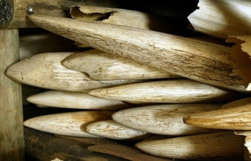 Saisie de 20 kg d&rsquo;ivoire et de 11 000 unités de boissons alcoolisées à Alger (GN)