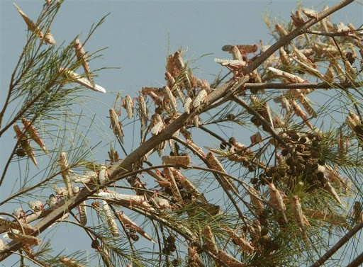 Surveillance renforcée face aux conditions favorables d&rsquo;une invasion acridienne