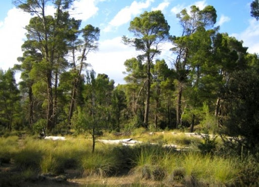 Tlemcen : la 22ème session de la Commission des forêts et des parcours fixe les indicateurs de gestion durable de ce patrimoine