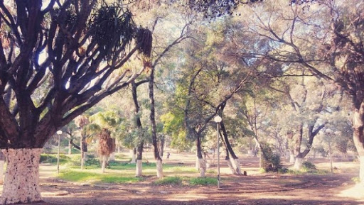 Un troubadour à la forêt de Bouchaoui