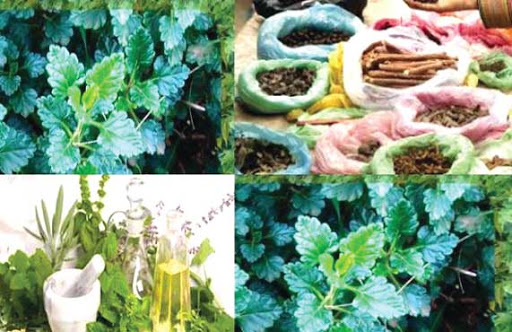 Valorisation des plantes médicinales et aromatiques : Une source de revenu pour les pays du Maghreb