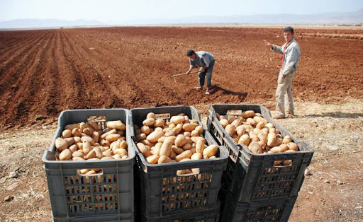 1,3 milliard DA pour soutenir la pomme de terre