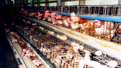 Adoption d&rsquo;un programme de développement pour la filière avicole