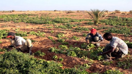 Agriculture saharienne : asseoir un développement complémentaire entre les régions