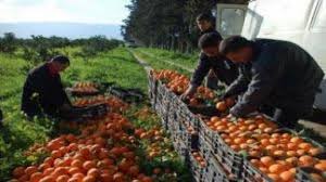 Algérie:Plus de 4 millions de quintaux d’agrumes attendue dans la wilaya de Blida
