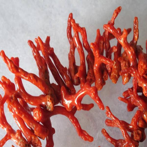 Arrestation de deux individus et saisie de près de 28 kg de corail brut à Sétif