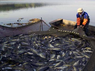 Béchar Une production de 130 tonnes de poissons en 2015