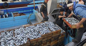 Bonification des taux d’intérêts au profit des activités de la pêche : une caravane d’information sillonne les ports d’Alger