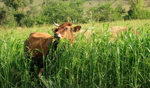 Cap sur la culture du sorgho fourrager