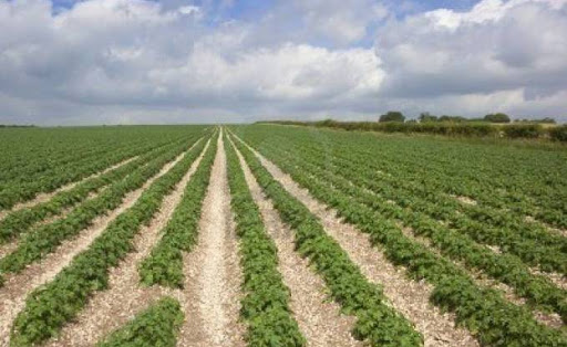 Des fellahs en attente de contrats de jouissance