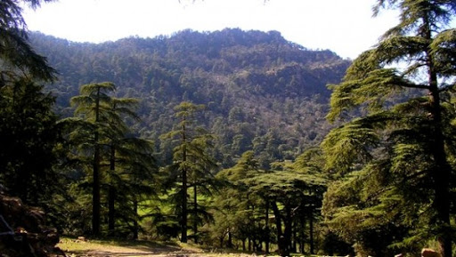 Exposition de tableaux de Mohamed Belahcen à Theniet El Had (Tisemsilt)