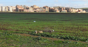 Faiblesse pluviométrique : une perte de 35 % des prévisions agricoles dans la Capitale