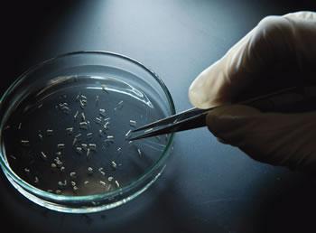 Grippe aviaire, grippe porcine, coronavirus, ebola et zika: ces virus qui rapportent gros…