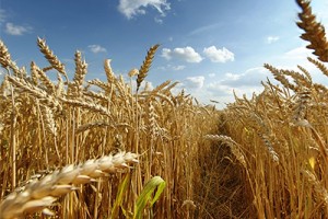 L’Algérie entame une course contre la montre pour assurer sa sécurité alimentaire : La Guerre des graines a déjà commencée…