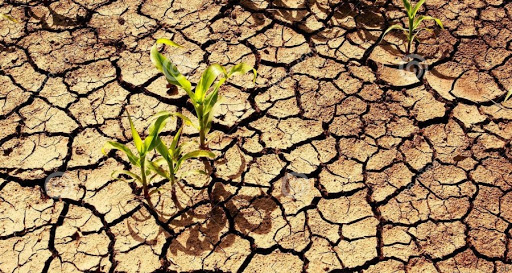 Mascara : L’inquiétude des paysans