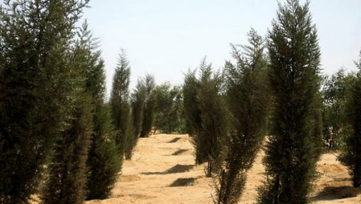 Naâma: programme en cours pour préserver la biodiversité de la zone d’Enfikha