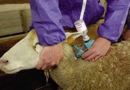 Oran: vaccination de 7.000 têtes ovines et caprines contre la brucellose