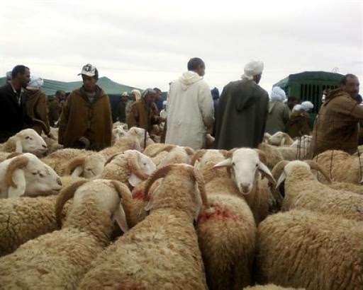 Ouargla : adoption de nouvelles méthodes modernes dans l’élevage, en vue de l’exportation