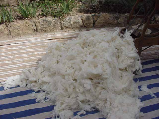 Près de 13.000 quintaux de laine brute produite à Naâma