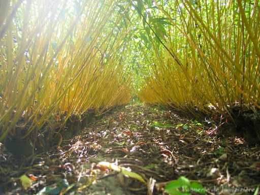 Salon national de l’artisanat: Appel à la plantation d’osier dans les zones humides