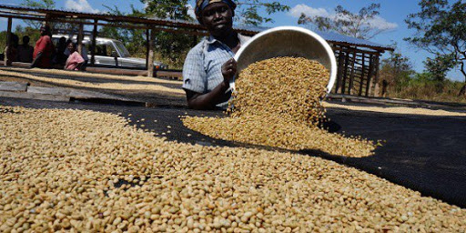 Stratégie : l’Afrique à petite dose de Nespresso